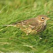 Buff-bellied Pipit