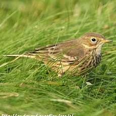 Pipit farlousane