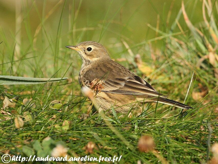 Buff-bellied Pipit