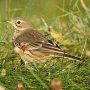 Buff-bellied Pipit