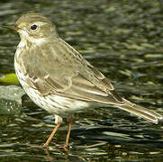 Buff-bellied Pipit