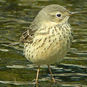 Buff-bellied Pipit