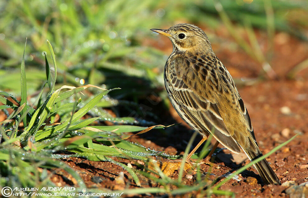 Meadow Pipit