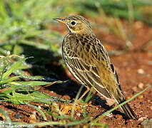 Pipit farlouse