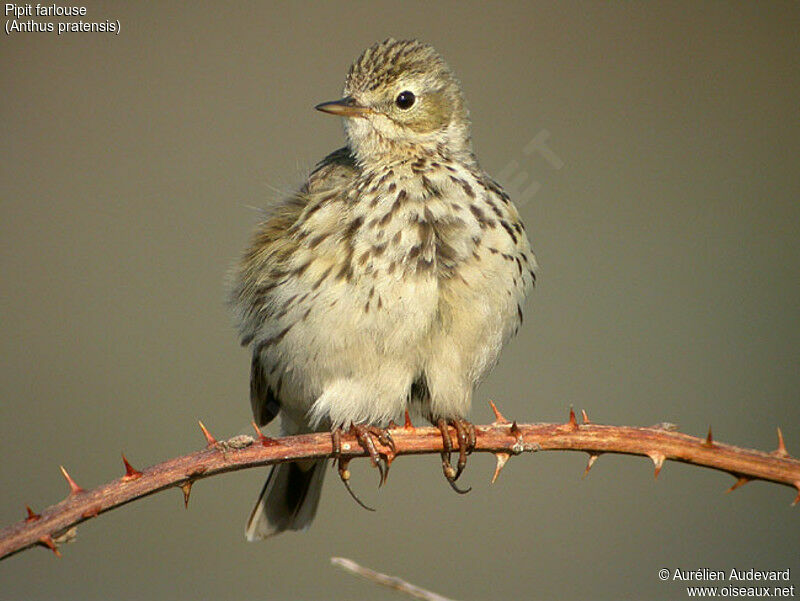 Pipit farlouse