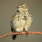 Meadow Pipit