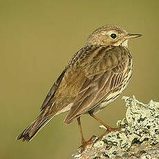 Pipit farlouse