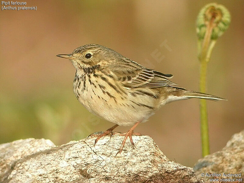 Pipit farlouse