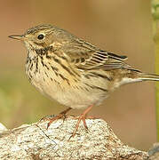 Pipit farlouse