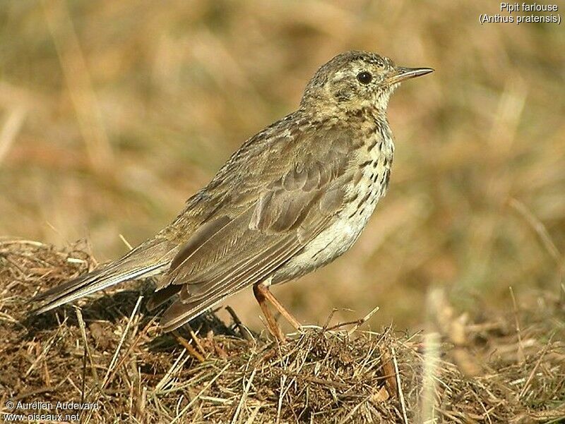 Pipit farlouse