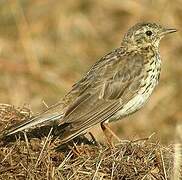 Pipit farlouse