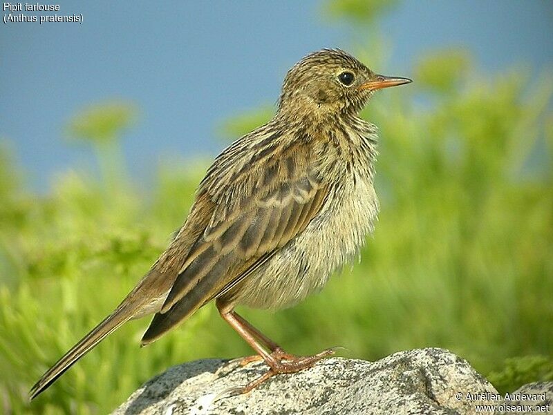 Pipit farlouse