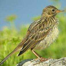 Pipit farlouse