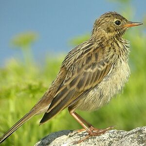 pipit farlouse