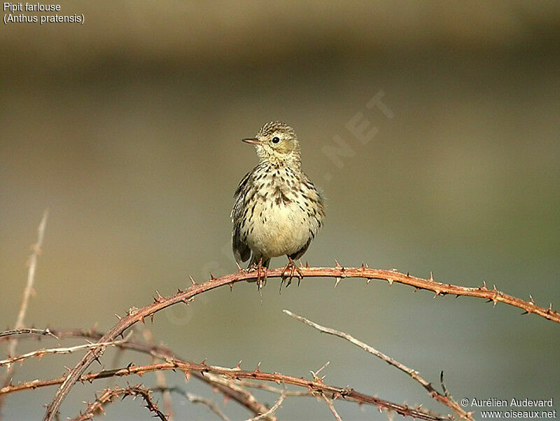 Pipit farlouse