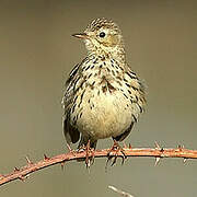 Pipit farlouse