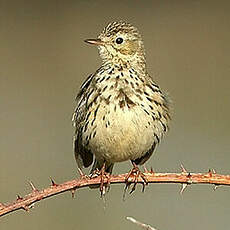 Pipit farlouse