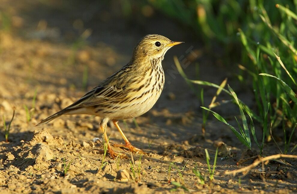 Pipit farlouse