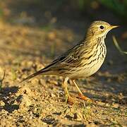 Pipit farlouse