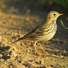 Pipit farlouse