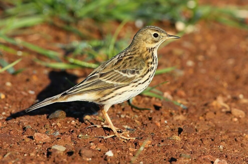 Pipit farlouse