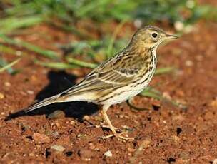 Pipit farlouse