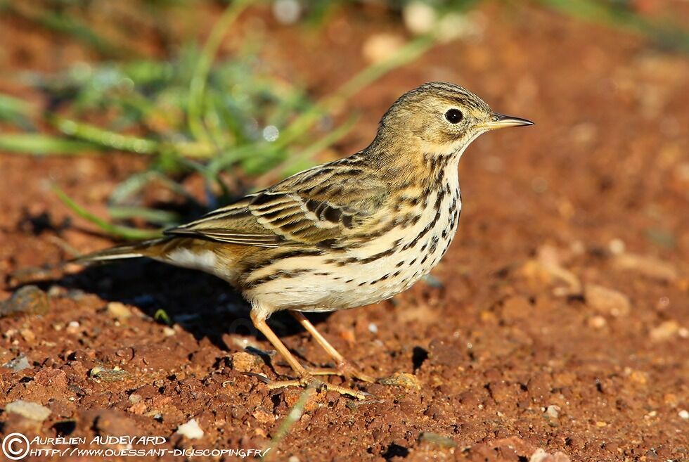 Meadow Pipit