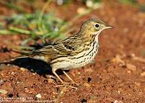 Pipit farlouse