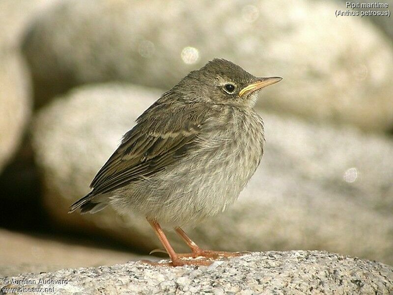 European Rock Pipit