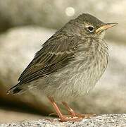 Eurasian Rock Pipit