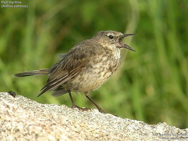 Eurasian Rock Pipit