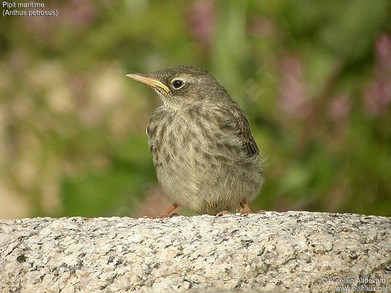 Eurasian Rock Pipit