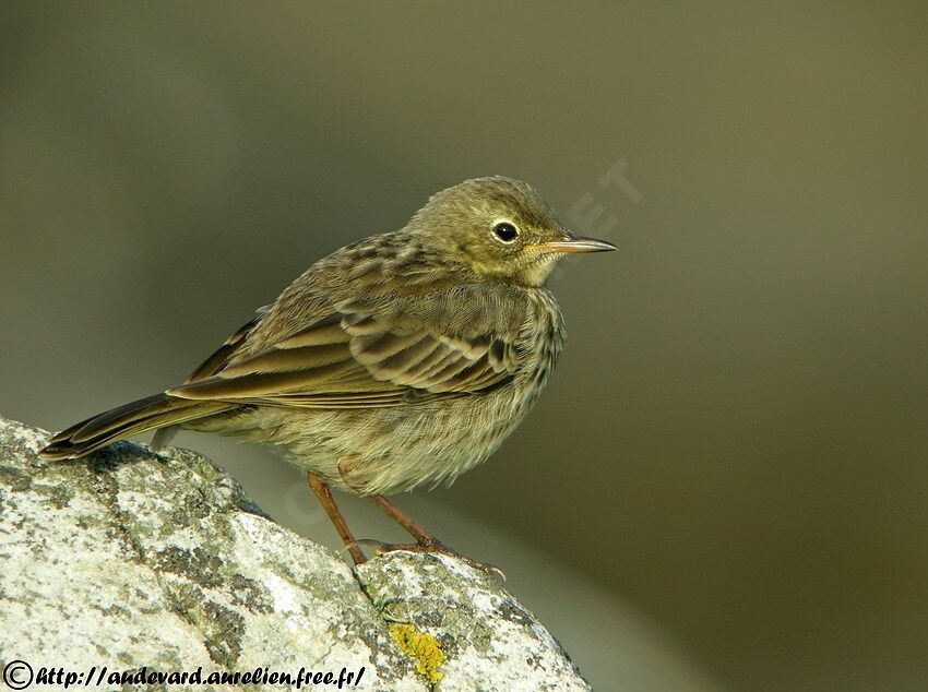 European Rock Pipit