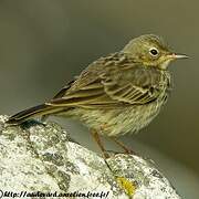 Eurasian Rock Pipit