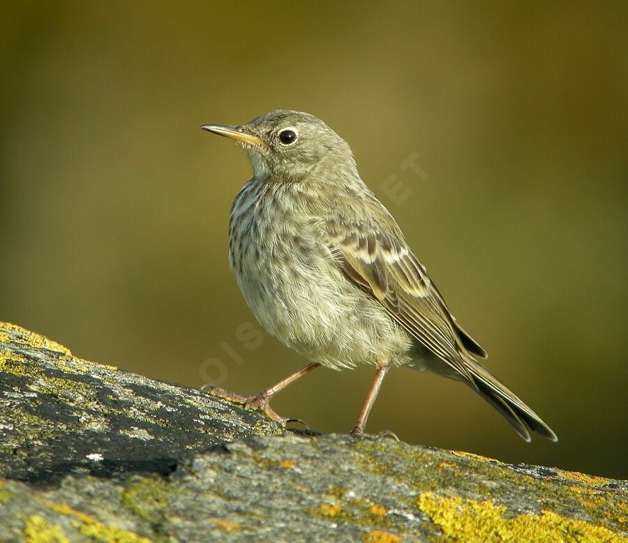 European Rock Pipit