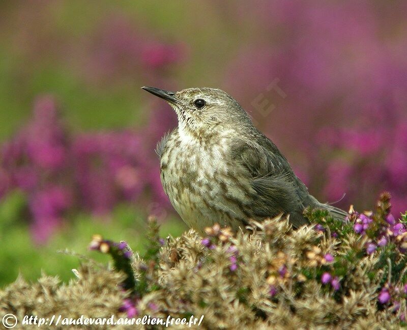 European Rock Pipitadult breeding