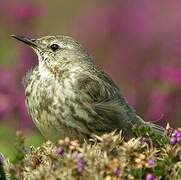 European Rock Pipit