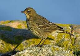 Eurasian Rock Pipit