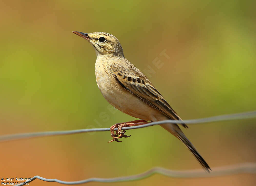 Tawny Pipit male adult breeding, identification