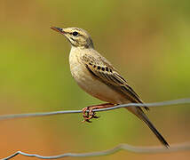 Pipit rousseline