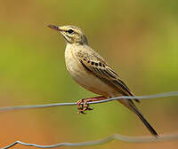 Pipit rousseline