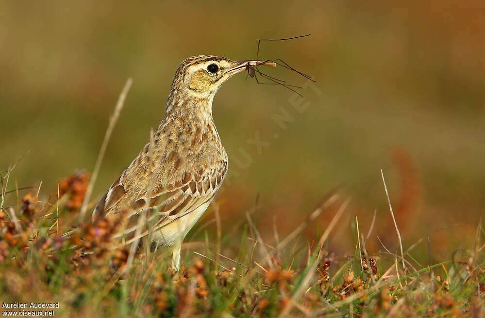 Pipit rousseline1ère année, régime