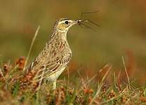 Pipit rousseline