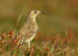 Tawny Pipit