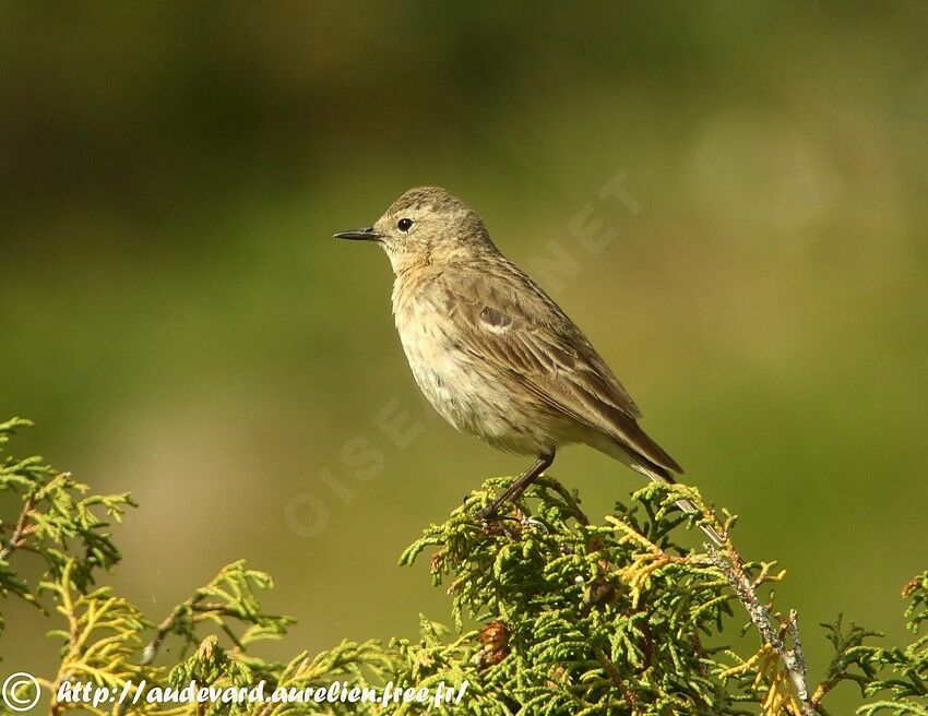 Pipit spioncelle