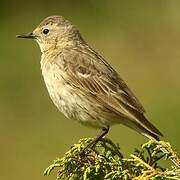 Water Pipit