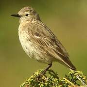 Water Pipit