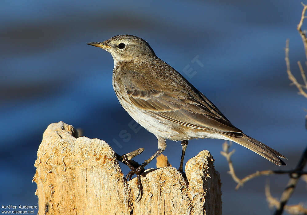 Water Pipitadult post breeding, identification