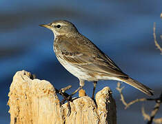 Water Pipit