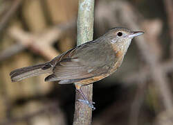 Little Shrikethrush